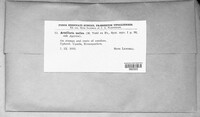 Armillaria mellea image